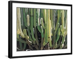 Large Candelabro Cactus in Oaxaca, 2003-Pedro Diego Alvarado-Framed Giclee Print