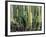 Large Candelabro Cactus in Oaxaca, 2003-Pedro Diego Alvarado-Framed Giclee Print