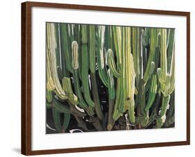 Large Candelabro Cactus in Oaxaca, 2003-Pedro Diego Alvarado-Framed Giclee Print