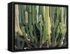 Large Candelabro Cactus in Oaxaca, 2003-Pedro Diego Alvarado-Framed Stretched Canvas