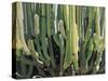 Large Candelabro Cactus in Oaxaca, 2003-Pedro Diego Alvarado-Stretched Canvas