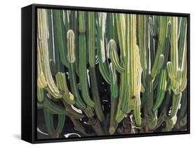 Large Candelabro Cactus in Oaxaca, 2003-Pedro Diego Alvarado-Framed Stretched Canvas