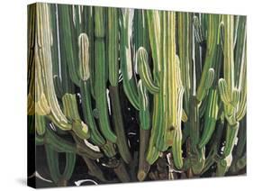 Large Candelabro Cactus in Oaxaca, 2003-Pedro Diego Alvarado-Stretched Canvas