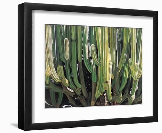 Large Candelabro Cactus in Oaxaca, 2003-Pedro Diego Alvarado-Framed Premium Giclee Print