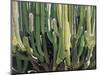 Large Candelabro Cactus in Oaxaca, 2003-Pedro Diego Alvarado-Mounted Premium Giclee Print