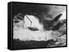 Large Captured Shark Hooked by the Mouth-null-Framed Stretched Canvas