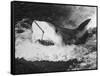 Large Captured Shark Hooked by the Mouth-null-Framed Stretched Canvas