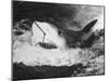 Large Captured Shark Hooked by the Mouth-null-Mounted Photographic Print