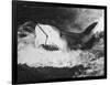 Large Captured Shark Hooked by the Mouth-null-Framed Photographic Print