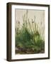 Large clump of turf-Das grosse Rasenstueck. Watercolour and tempera on paper. 1503-Albrecht Dürer-Framed Giclee Print