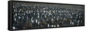 Large Colony of Penguins-Nosnibor137-Framed Stretched Canvas
