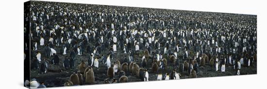 Large Colony of Penguins-Nosnibor137-Stretched Canvas