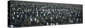 Large Colony of Penguins-Nosnibor137-Stretched Canvas