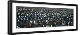 Large Colony of Penguins-Nosnibor137-Framed Premium Photographic Print