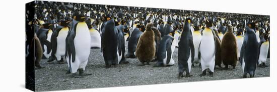 Large Colony of Penguins-Nosnibor137-Stretched Canvas