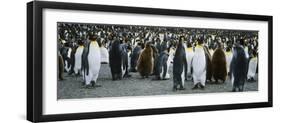 Large Colony of Penguins-Nosnibor137-Framed Premium Photographic Print