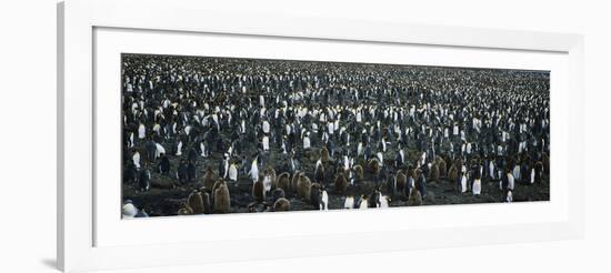 Large Colony of Penguins-Nosnibor137-Framed Photographic Print