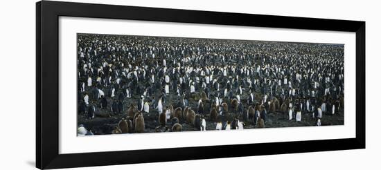 Large Colony of Penguins-Nosnibor137-Framed Photographic Print