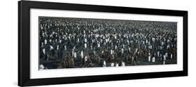 Large Colony of Penguins-Nosnibor137-Framed Photographic Print