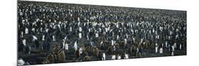 Large Colony of Penguins-Nosnibor137-Mounted Photographic Print