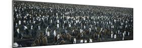 Large Colony of Penguins-Nosnibor137-Mounted Photographic Print