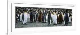 Large Colony of Penguins-Nosnibor137-Framed Photographic Print