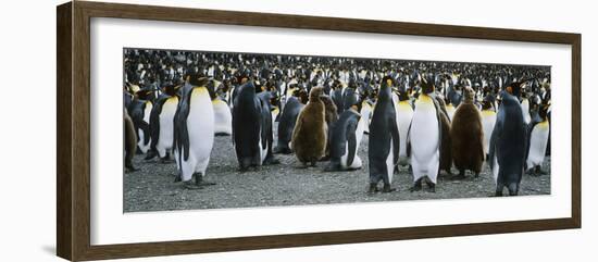 Large Colony of Penguins-Nosnibor137-Framed Photographic Print