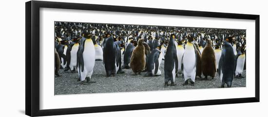 Large Colony of Penguins-Nosnibor137-Framed Photographic Print