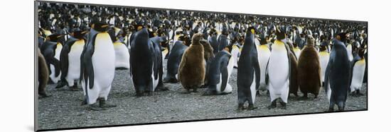 Large Colony of Penguins-Nosnibor137-Mounted Photographic Print
