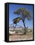Large Communal Nest of Sociable Weavers in Dry Country Near Sesriem, Namibia-Nigel Pavitt-Framed Stretched Canvas