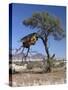 Large Communal Nest of Sociable Weavers in Dry Country Near Sesriem, Namibia-Nigel Pavitt-Stretched Canvas