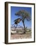 Large Communal Nest of Sociable Weavers in Dry Country Near Sesriem, Namibia-Nigel Pavitt-Framed Photographic Print