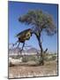 Large Communal Nest of Sociable Weavers in Dry Country Near Sesriem, Namibia-Nigel Pavitt-Mounted Photographic Print