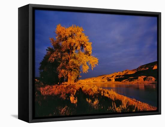 Large Cottonwood Catches Morning Light on the Missouri River, Montana, USA-Chuck Haney-Framed Stretched Canvas