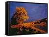 Large Cottonwood Catches Morning Light on the Missouri River, Montana, USA-Chuck Haney-Framed Stretched Canvas