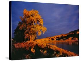 Large Cottonwood Catches Morning Light on the Missouri River, Montana, USA-Chuck Haney-Stretched Canvas