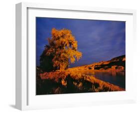 Large Cottonwood Catches Morning Light on the Missouri River, Montana, USA-Chuck Haney-Framed Photographic Print