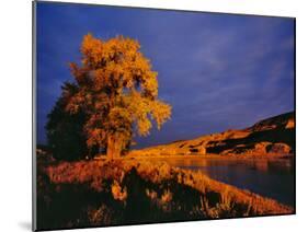 Large Cottonwood Catches Morning Light on the Missouri River, Montana, USA-Chuck Haney-Mounted Photographic Print