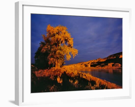 Large Cottonwood Catches Morning Light on the Missouri River, Montana, USA-Chuck Haney-Framed Photographic Print