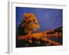 Large Cottonwood Catches Morning Light on the Missouri River, Montana, USA-Chuck Haney-Framed Photographic Print