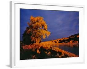 Large Cottonwood Catches Morning Light on the Missouri River, Montana, USA-Chuck Haney-Framed Photographic Print
