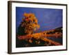 Large Cottonwood Catches Morning Light on the Missouri River, Montana, USA-Chuck Haney-Framed Photographic Print