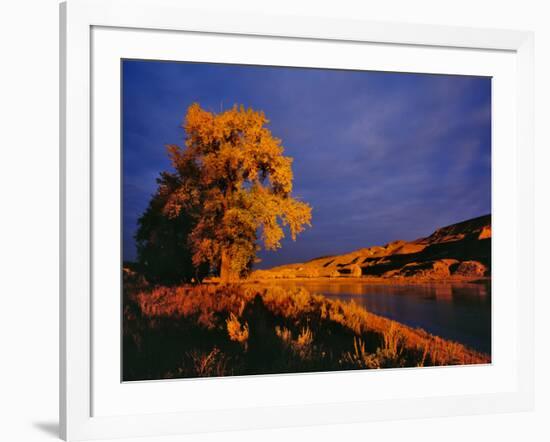 Large Cottonwood Catches Morning Light on the Missouri River, Montana, USA-Chuck Haney-Framed Photographic Print