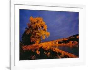 Large Cottonwood Catches Morning Light on the Missouri River, Montana, USA-Chuck Haney-Framed Photographic Print