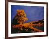 Large Cottonwood Catches Morning Light on the Missouri River, Montana, USA-Chuck Haney-Framed Photographic Print