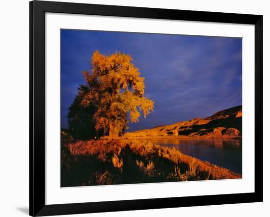 Large Cottonwood Catches Morning Light on the Missouri River, Montana, USA-Chuck Haney-Framed Photographic Print