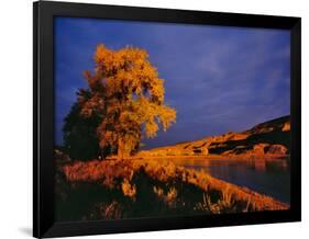 Large Cottonwood Catches Morning Light on the Missouri River, Montana, USA-Chuck Haney-Framed Photographic Print