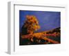 Large Cottonwood Catches Morning Light on the Missouri River, Montana, USA-Chuck Haney-Framed Photographic Print