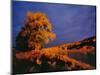 Large Cottonwood Catches Morning Light on the Missouri River, Montana, USA-Chuck Haney-Mounted Photographic Print