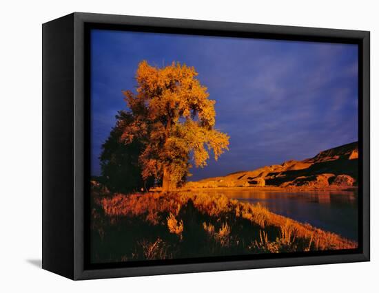 Large Cottonwood Catches Morning Light on the Missouri River, Montana, USA-Chuck Haney-Framed Stretched Canvas